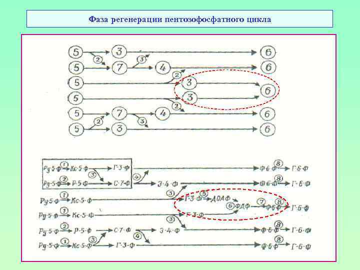 Фаза регенерации пентозофосфатного цикла 