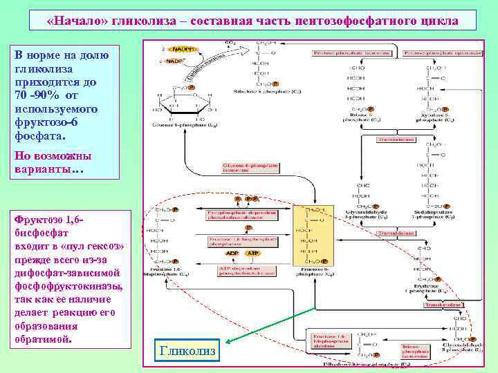  «Начало» гликолиза – составная часть пентозофосфатного цикла В норме на долю гликолиза приходится