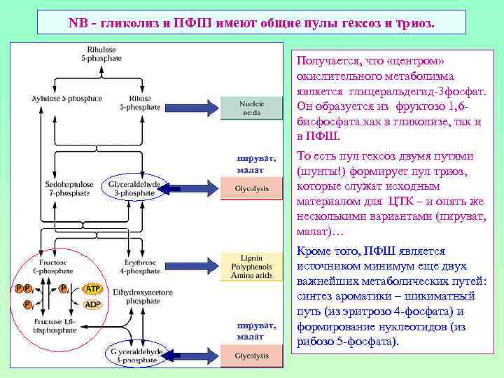 В процессе энергетического обмена гликолиз