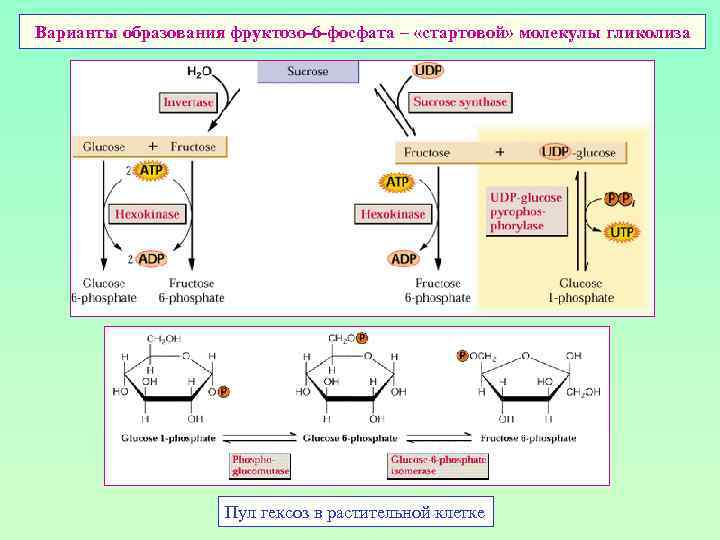 Варианты образования фруктозо-6 -фосфата – «стартовой» молекулы гликолиза Пул гексоз в растительной клетке 