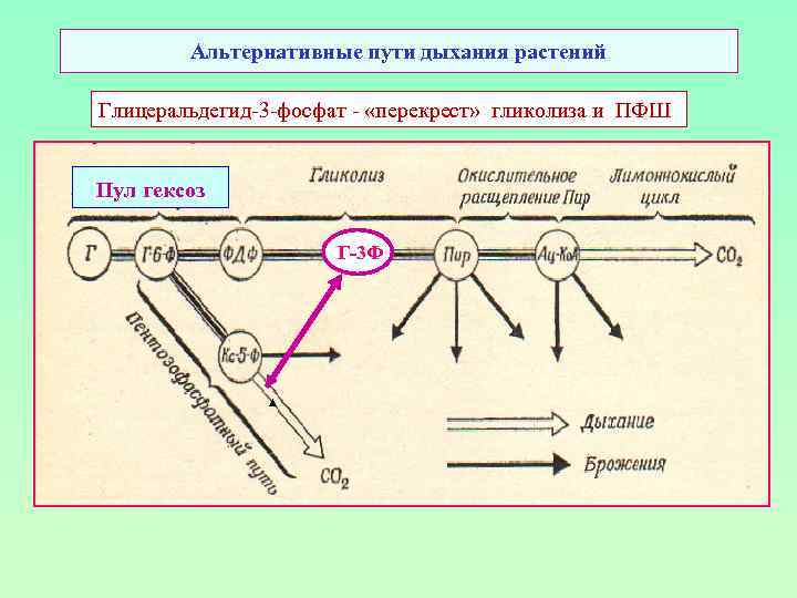Альтернативные пути дыхания растений Глицеральдегид-3 -фосфат - «перекрест» гликолиза и ПФШ Пул гексоз Г-3