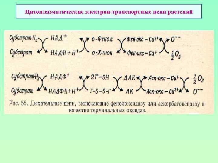 Цитоплазматические электрон-транспортные цепи растений 