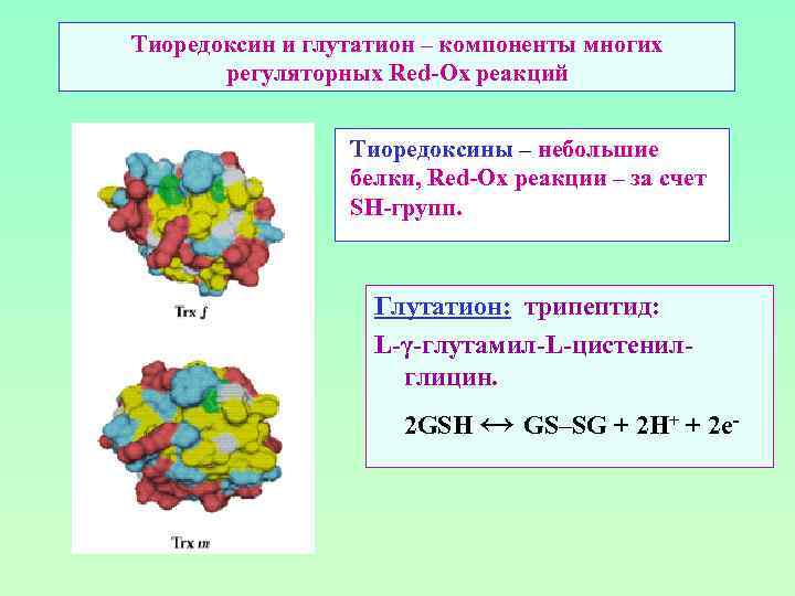 Тиоредоксин и глутатион – компоненты многих регуляторных Red-Ox реакций Тиоредоксины – небольшие белки, Red-Ox