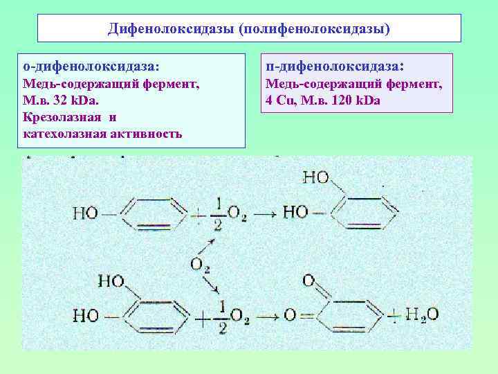 Дифенолоксидазы (полифенолоксидазы) о-дифенолоксидаза: п-дифенолоксидаза: Медь-содержащий фермент, М. в. 32 k. Da. Крезолазная и катехолазная
