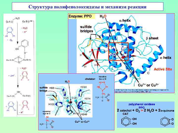 Структура полифенолоксидазы и механизм реакции 
