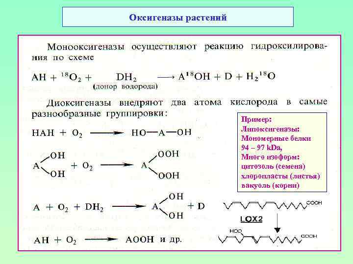 Оксигеназы растений Пример: Липоксигеназы: Мономерные белки 94 – 97 k. Da, Много изоформ: цитозоль