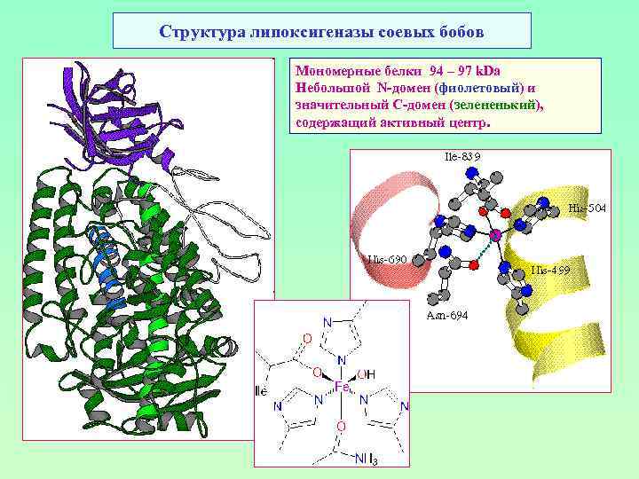 Структура липоксигеназы соевых бобов Мономерные белки 94 – 97 k. Da Небольшой N-домен (фиолетовый)