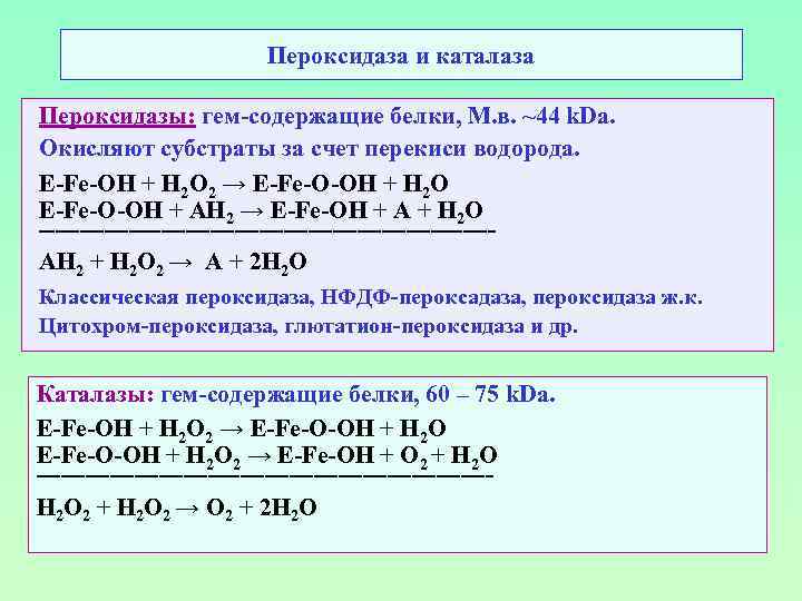 Пероксидаза и каталаза Пероксидазы: гем-содержащие белки, М. в. ~44 k. Da. Окисляют субстраты за