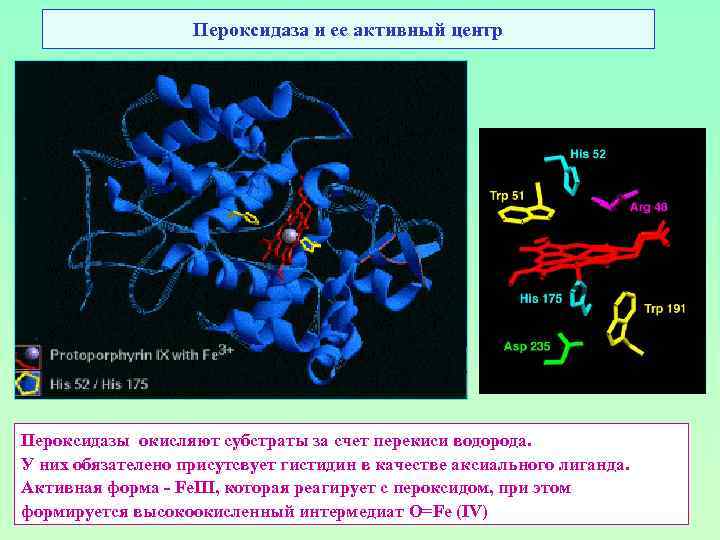 Пероксидаза и ее активный центр Пероксидазы окисляют субстраты за счет перекиси водорода. У них