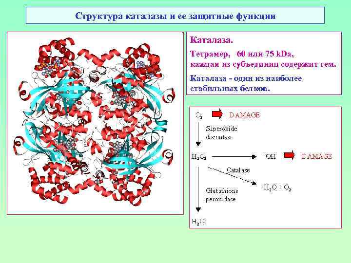 Структура каталазы и ее защитные функции Каталаза. Тетрамер, 60 или 75 k. Da, каждая