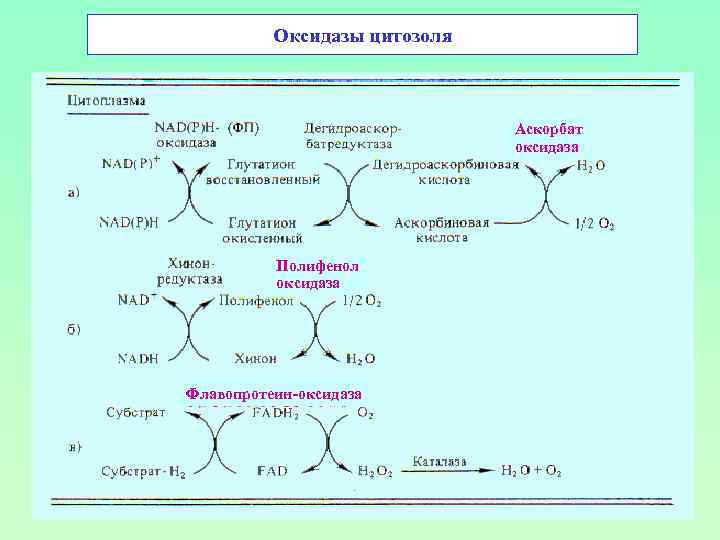 Оксидазы цитозоля Аскорбат оксидаза Полифенол оксидаза Флавопротеин-оксидаза 