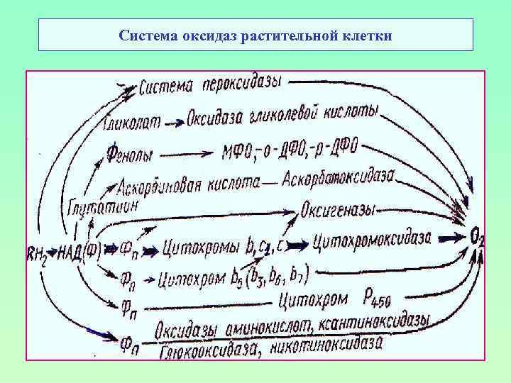 Система оксидаз растительной клетки 