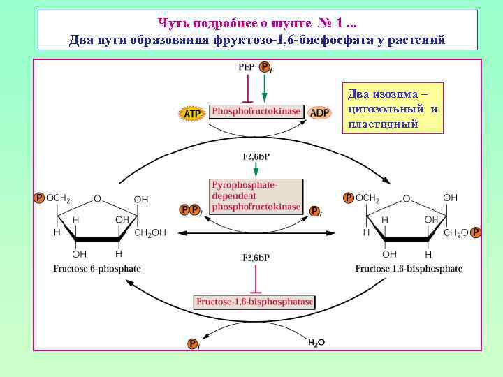 Чуть подробнее о шунте № 1. . . Два пути образования фруктозо-1, 6 -бисфосфата