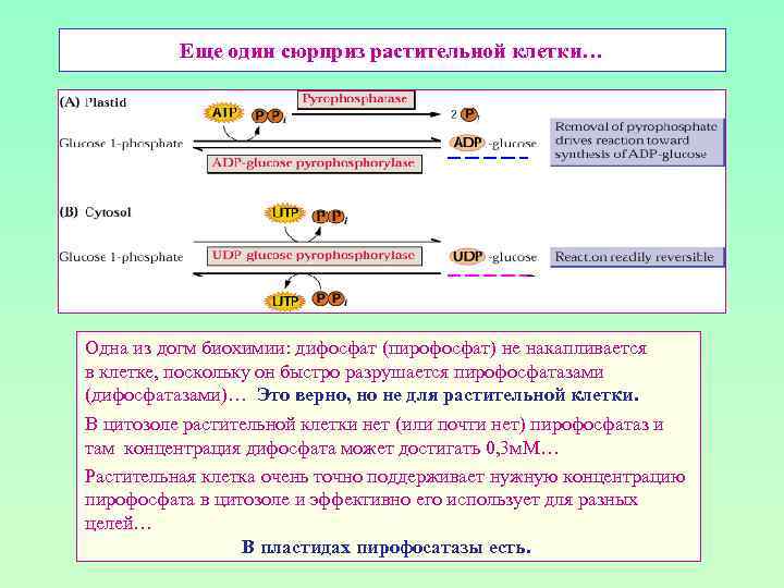Еще один сюрприз растительной клетки… Одна из догм биохимии: дифосфат (пирофосфат) не накапливается в