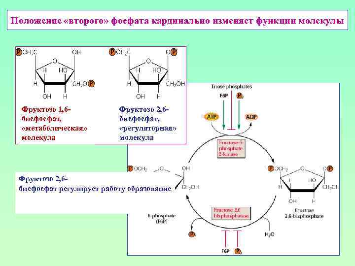 Положение «второго» фосфата кардинально изменяет функции молекулы Фруктозо 1, 6 бисфосфат, «метаболическая» молекула Фруктозо