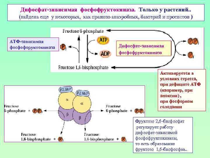 Дифосфат-зивисимая фосфофруктокиназа. Только у растений. . (найдена еще у некоторых, как правило анаэробных, бактерий