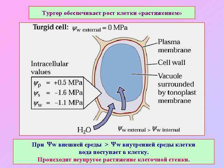 Тургор обеспечивает рост клетки «растяжением» При w внешней среды > w внутренней среды клетки