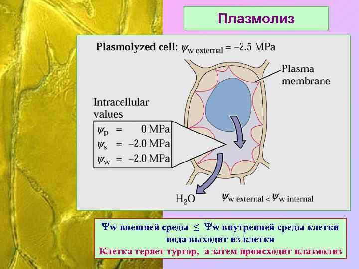 Плазмолиз w внешней среды ≤ w внутренней среды клетки вода выходит из клетки Клетка
