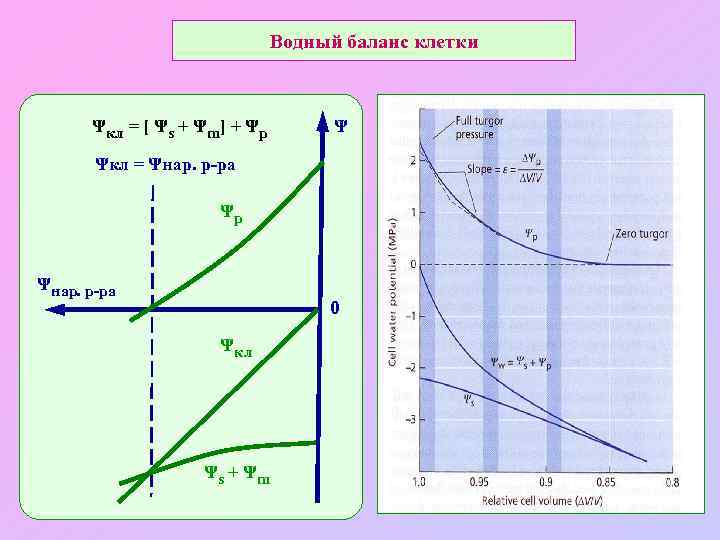 Водный баланс клетки Ψкл = [ Ψs + Ψm] + Ψp Ψ Ψкл =