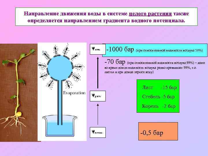 Направление движения воды в системе целого растения также определяется направлением градиента водного потенциала. атм.
