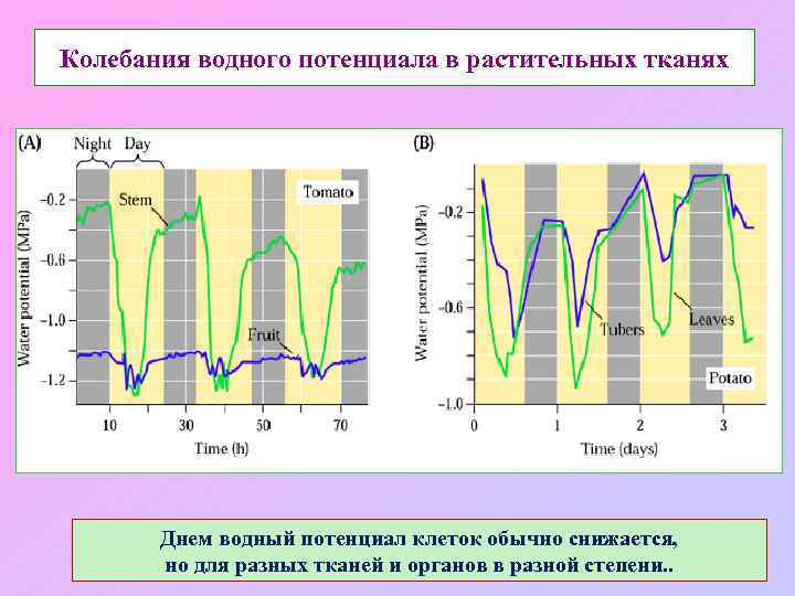 Колебания водного потенциала в растительных тканях Днем водный потенциал клеток обычно снижается, но для