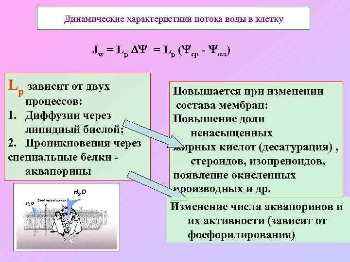 Динамические характеристики потока воды в клетку Jw = Lр ( ср - кл) Lр