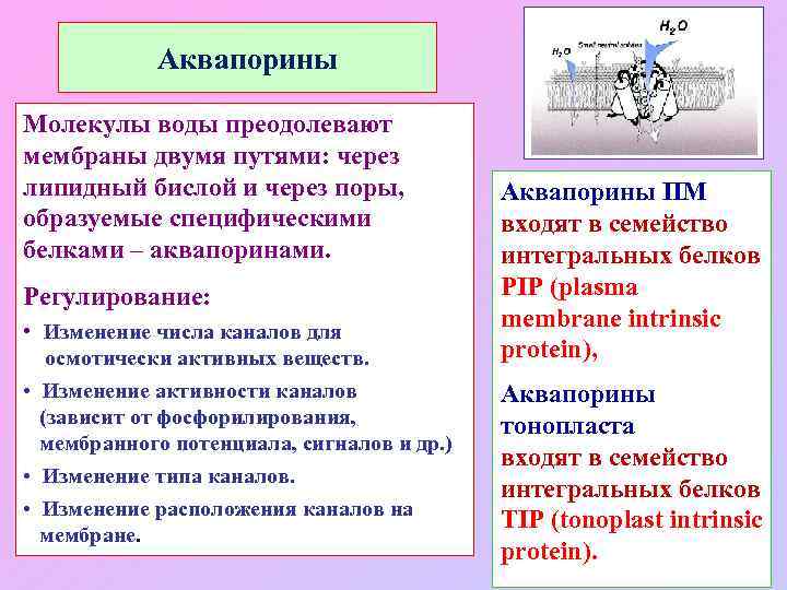 Аквапорины Молекулы воды преодолевают мембраны двумя путями: через липидный бислой и через поры, образуемые