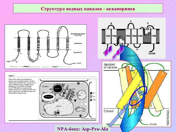 Структура водных каналов - аквапоринов NPA-бокс: Asp-Pro-Ala 
