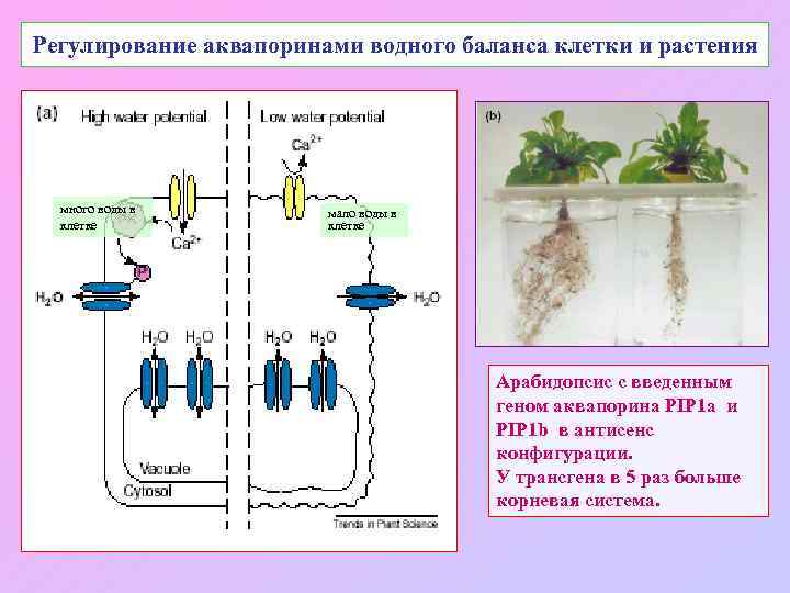Регулирование аквапоринами водного баланса клетки и растения много воды в клетке мало воды в