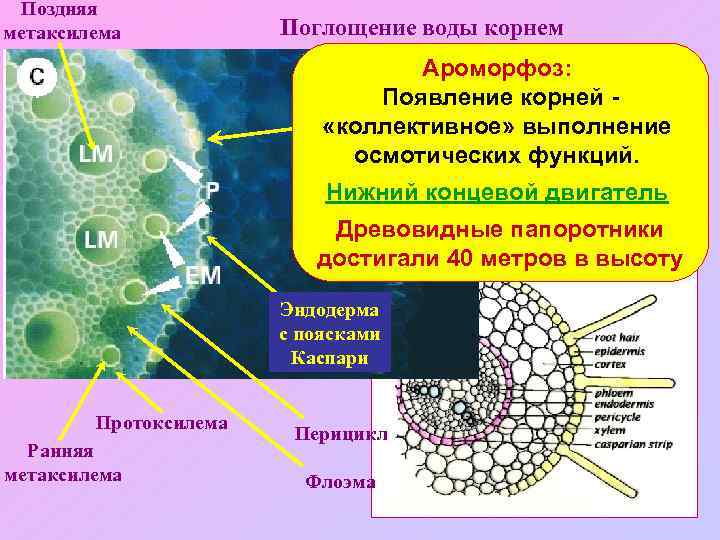 Поздняя метаксилема Поглощение воды корнем Ароморфоз: Появление корней Ризодерма с корневыми «коллективное» выполнение волосками