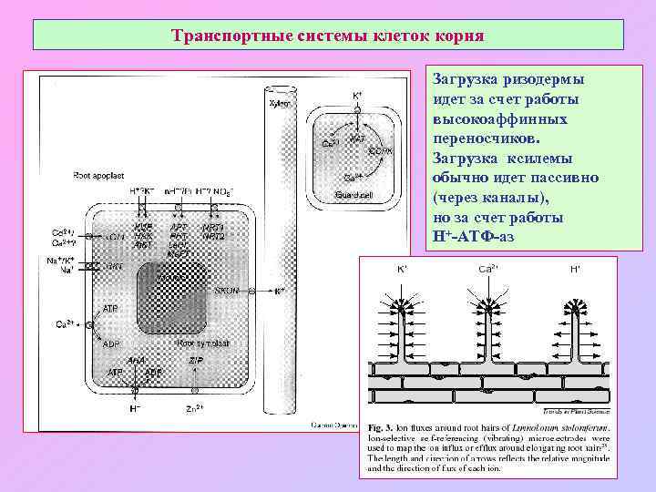 Транспортные системы клеток корня Загрузка ризодермы идет за счет работы высокоаффинных переносчиков. Загрузка ксилемы