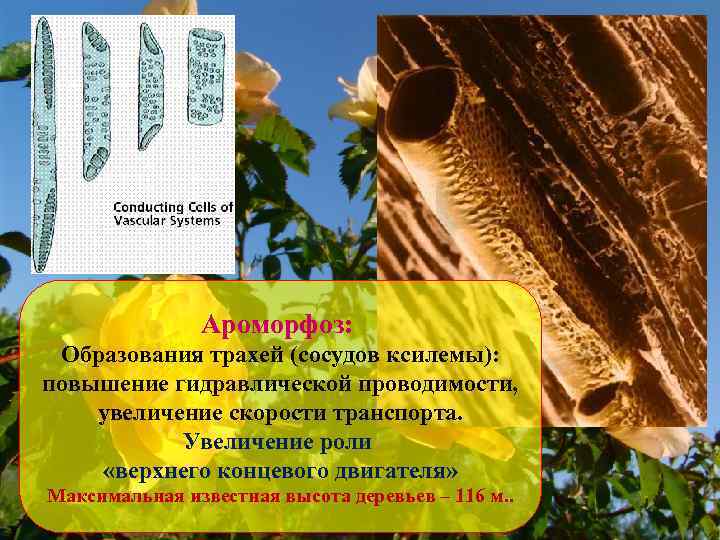Ароморфоз: Образования трахей (сосудов ксилемы): повышение гидравлической проводимости, увеличение скорости транспорта. Увеличение роли «верхнего