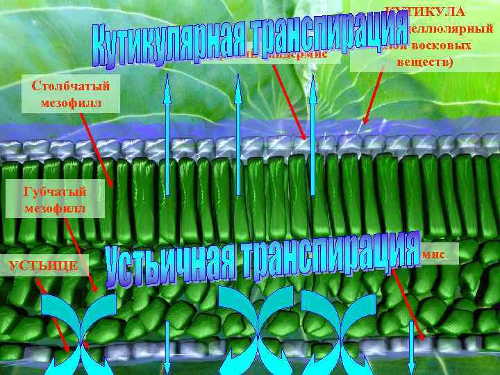 Верхний эпидермис КУТИКУЛА (экстрацеллюлярный слой восковых веществ) Столбчатый мезофилл Губчатый мезофилл УСТЬИЦЕ Нижний эпидермис