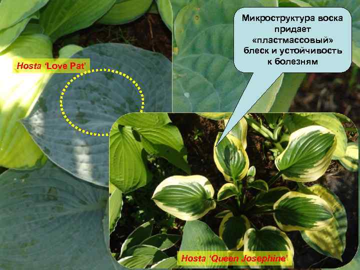Hosta ‘Love Pat’ Микроструктура воска придает «пластмассовый» блеск и устойчивость к болезням Hosta ‘Queen