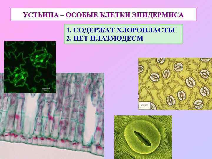 УСТЬИЦА – ОСОБЫЕ КЛЕТКИ ЭПИДЕРМИСА 1. СОДЕРЖАТ ХЛОРОПЛАСТЫ 2. НЕТ ПЛАЗМОДЕСМ 