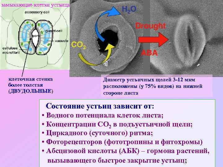 замыкающие клетки устьица клеточная стенка более толстая (ДВУДОЛЬНЫЕ) Диаметр устьичных щелей 3 -12 мкм