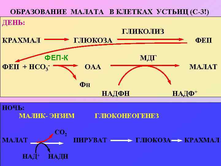 ОБРАЗОВАНИЕ МАЛАТА В КЛЕТКАХ УСТЬИЦ (С-3!) ДЕНЬ: ГЛИКОЛИЗ КРАХМАЛ ГЛЮКОЗА ФЕП-К МДГ ФЕП +