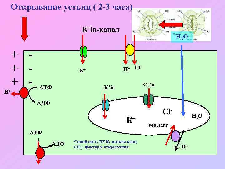  Открывание устьиц ( 2 -3 часа) К+in-канал + + + Н+ Н+ Cl