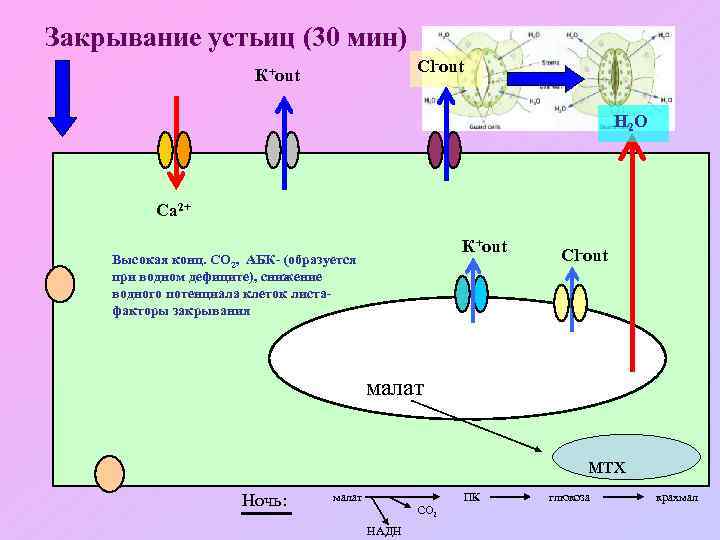  Закрывание устьиц (30 мин) Cl-out К+out Н 2 О Са 2+ К+out Высокая