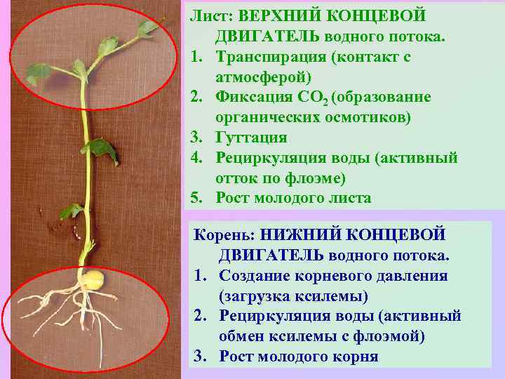 Лист: ВЕРХНИЙ КОНЦЕВОЙ ДВИГАТЕЛЬ водного потока. 1. Транспирация (контакт с атмосферой) 2. Фиксация СО
