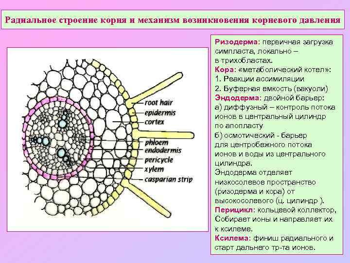 Радиальное строение корня и механизм возникновения корневого давления Ризодерма: первичная загрузка симпласта, локально –