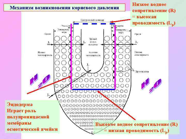 Механизм возникновения корневого давления Эндодерма Играет роль полупроницаемой мембраны осмотической ячейки Низкое водное сопротивление