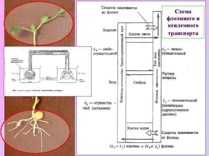 Схема флоэмного и ксилемного транспорта 