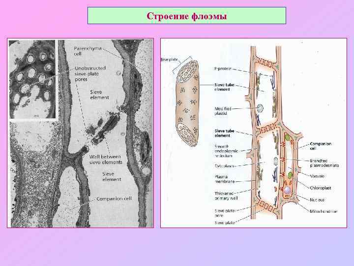 Строение флоэмы 