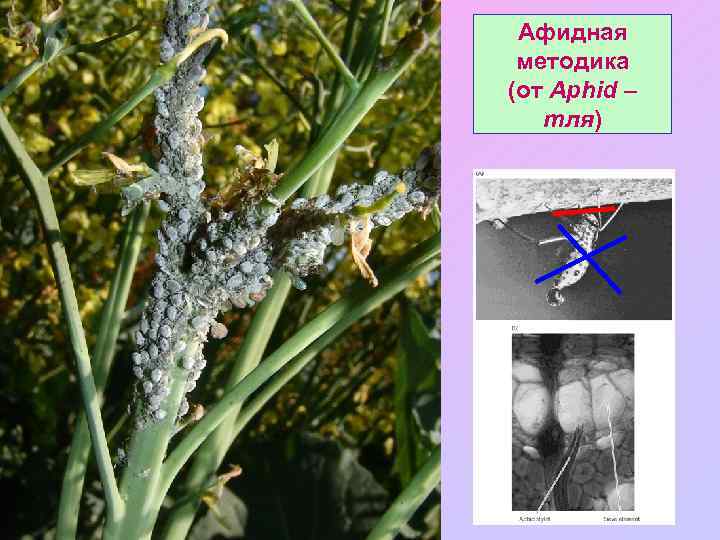Афидная методика (от Aphid – тля) 