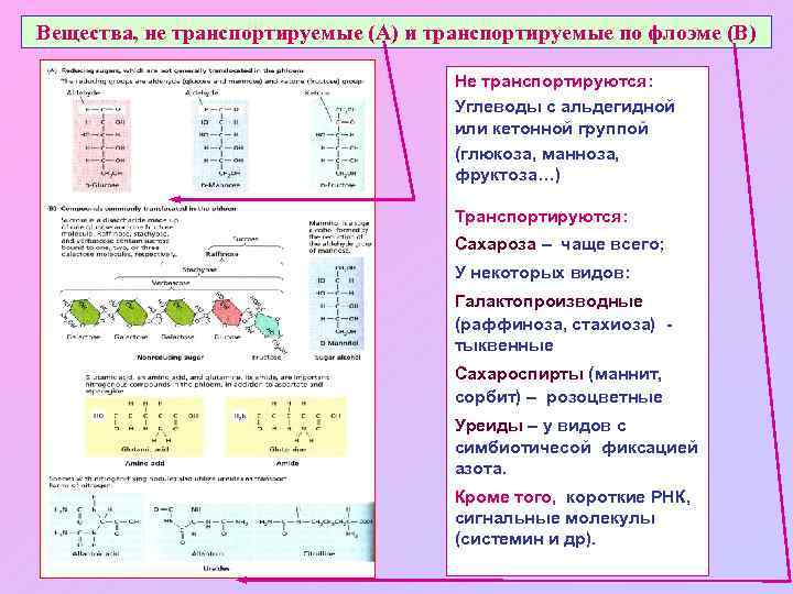 Вещества, не транспортируемые (А) и транспортируемые по флоэме (В) Не транспортируются: Углеводы с альдегидной