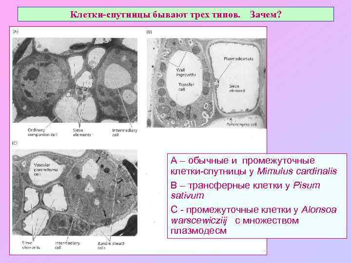Клетки-спутницы бывают трех типов. Зачем? A – обычные и промежуточные клетки-спутницы у Mimulus cardinalis