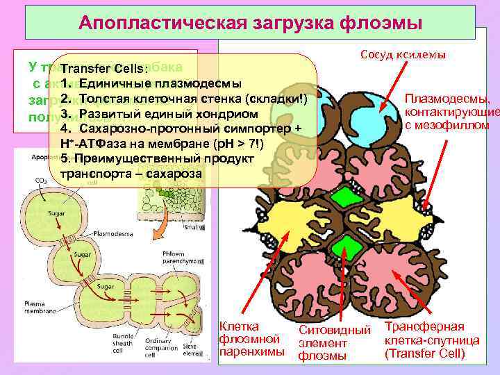 Апопластическая загрузка флоэмы У трансгенного табака Transfer Cells: 1. Единичные плазмодесмы с активной инвертазой