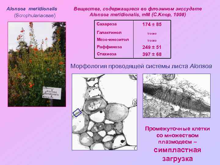 Alonsoa meridionalis (Scrophulariaceae) Вещества, содержащиеся во флоэмном экссудате Alonsoa meridionalis, m. M (C. Knop,
