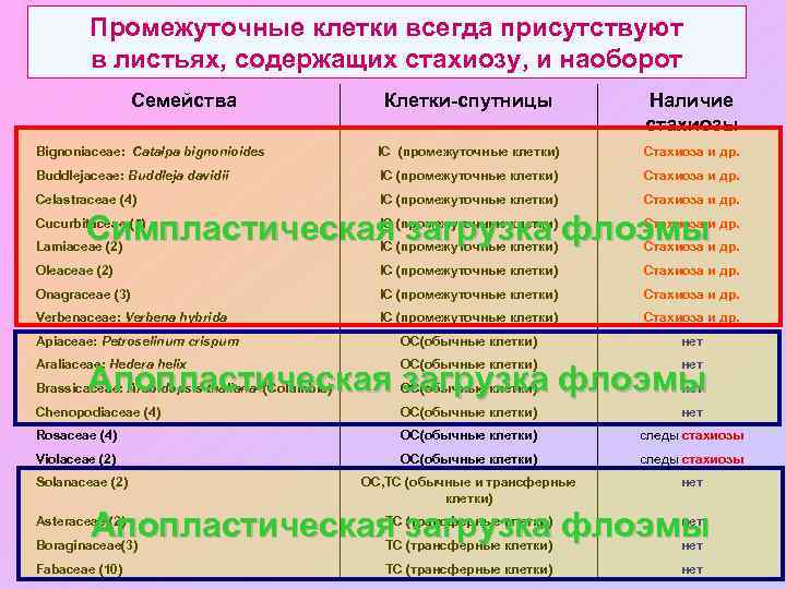 Промежуточные клетки всегда присутствуют в листьях, содержащих стахиозу, и наоборот Семейства Клетки-спутницы Наличие стахиозы